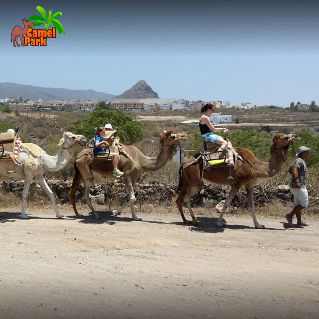 camel-park-30-minutos-de-paseo-en-camello-para-adultos-mas-aperitivo (1)