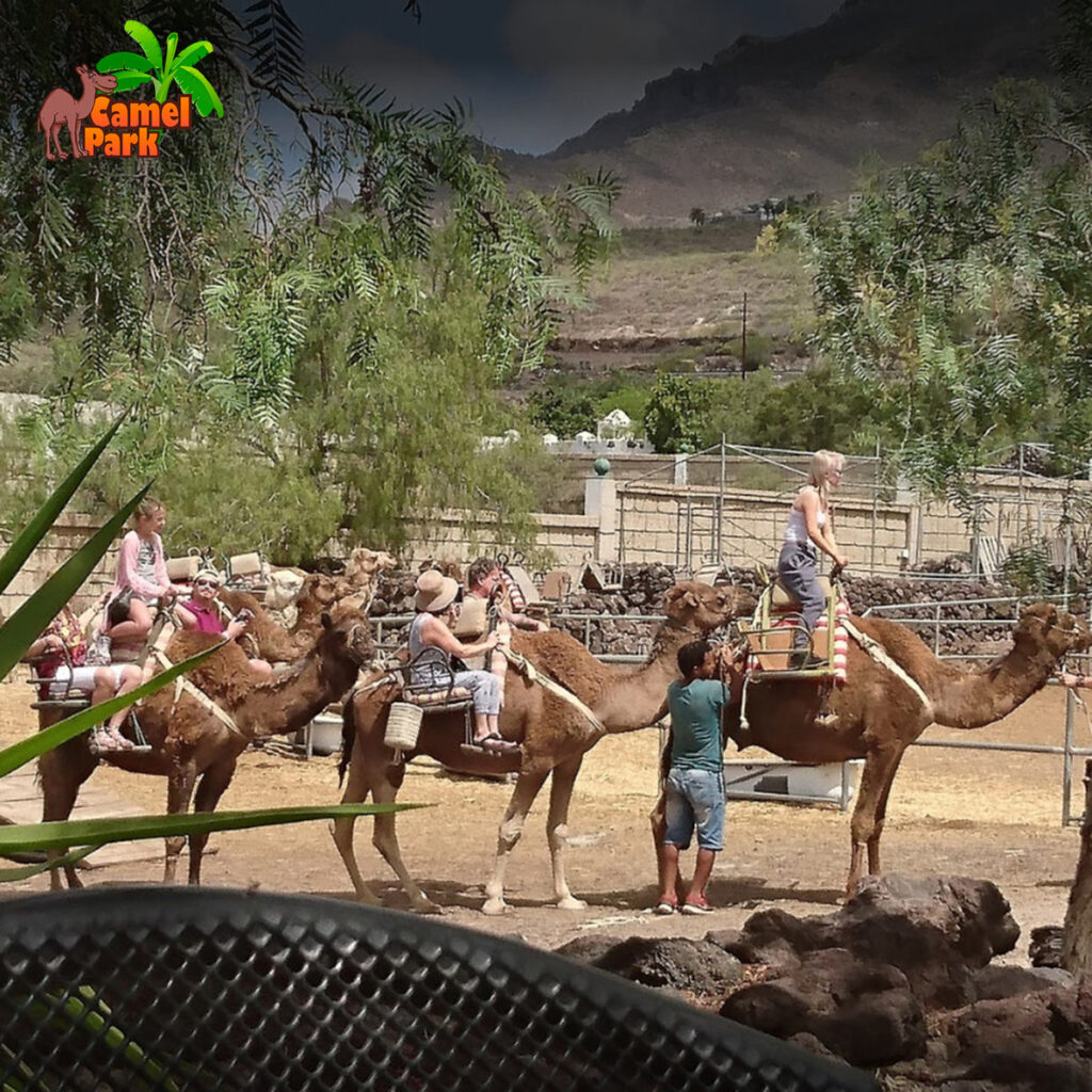 camel-park-30-minutos-de-paseo-en-camello-para-adultos-mas-aperitivo