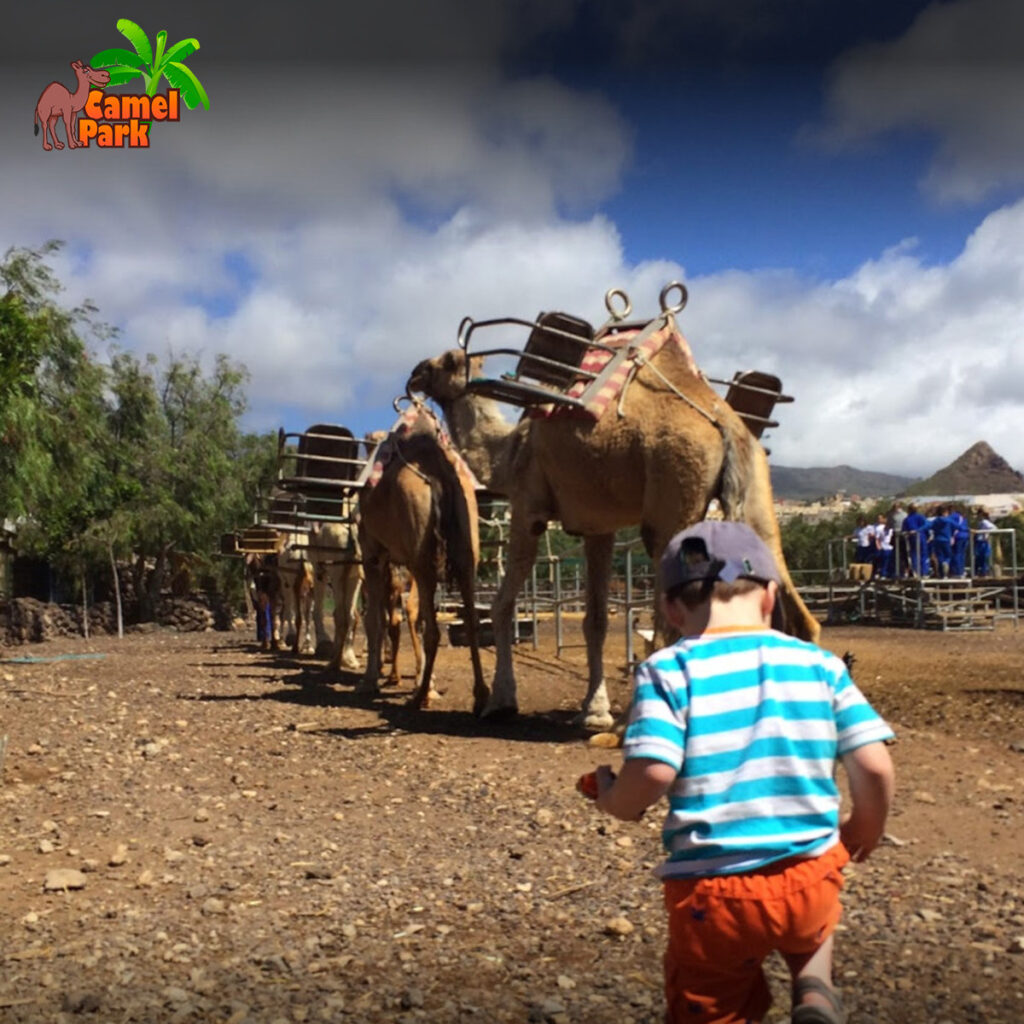 camel-park-30-minutos-de-paseo-en-camello-para-adultos-mas-aperitivo (2)